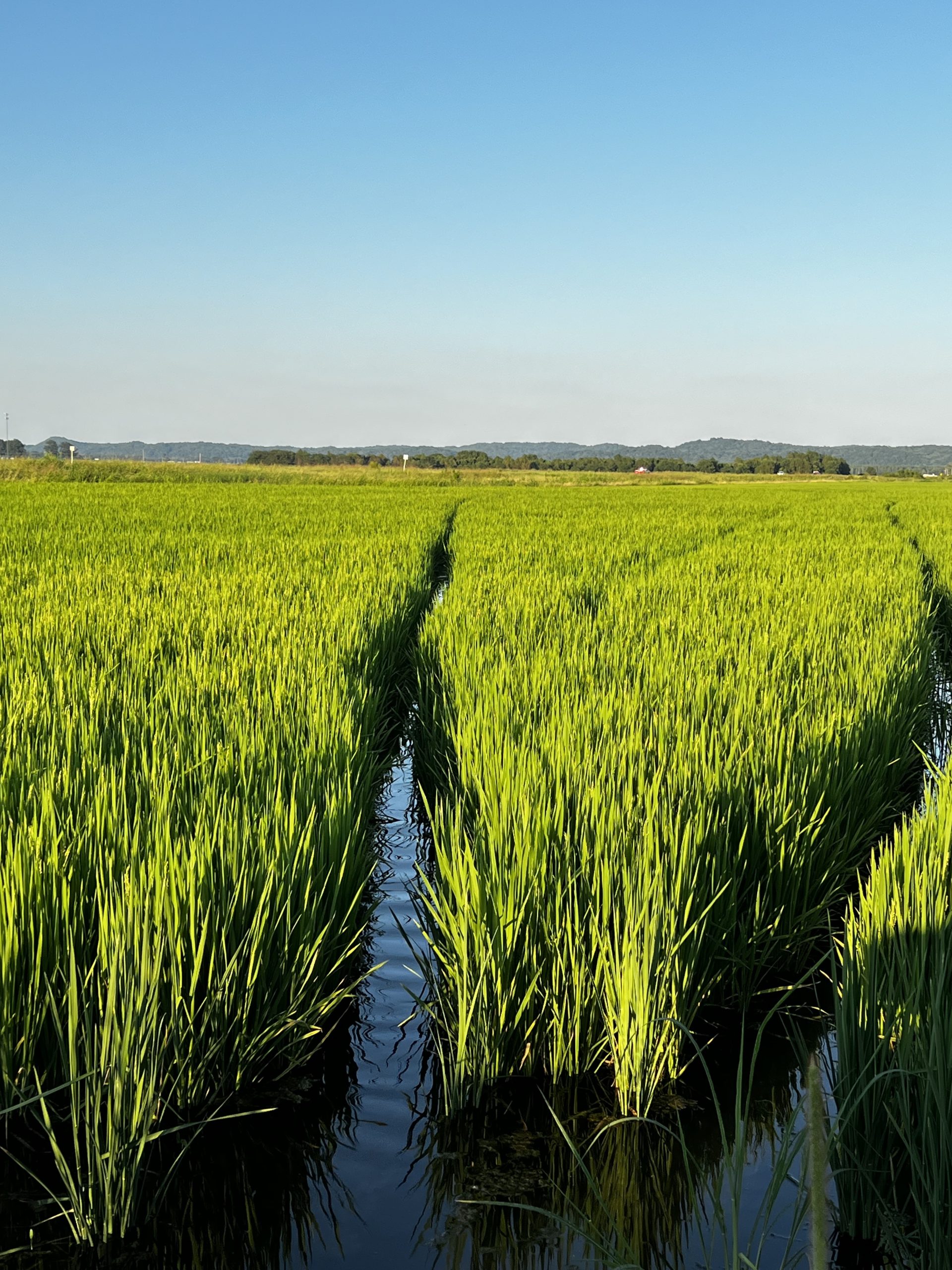 flooded rice field scaled